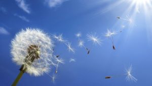 Un soffione e un soffio leggero verso il sole