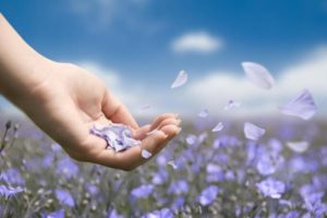 Una mano femminile che sparge petali color glicine su un campo fiorito e sullo sfondo cielo azzurro