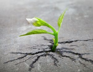 Un fiore bianco sboccia rompendo l'asfalto 