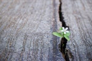 Un fiorellino bianco riesce ad uscire da una crepa