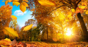Cielo azzurro e sole d'autunno tra gli alberi del parco durante il foliage autunnale