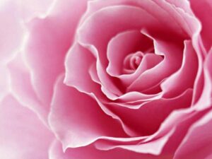Rose rosa di Sanremo e Blanco